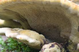 Check spelling or type a new query. Toasted Marshmallow Fungus Sitka Nature