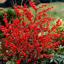 Winter Red Winterberry Holly Shrub Winterberry Holly Winterberry Holly Shrub