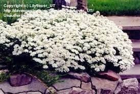 Pin On Gardening