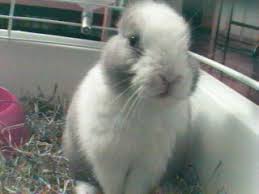 In media i conigli nani vivono fino a cinque anni. Coniglio Nano Allevamento Scheda E Notizie Utili
