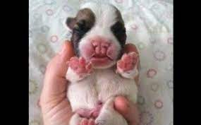 Daily Cute French Bulldog With Cleft Palate Will Steal Your Heart Cute French Bulldog French Bulldog French Bulldog Puppies