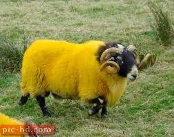 صور الخروف معلومات عن الخروف Sheep Animals Beautiful Animals