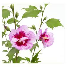 Image result for Hibiscus torrei