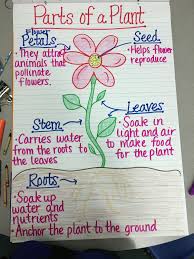 Parts Of A Plant Anchor Chart Teaching Plants Plants