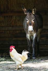 How much does it cost to build a mobile app: 8 Things You Need To Know About Donkeys