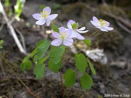 Image result for Thalictrum rhynchocarpum