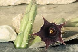 Image result for Huernia longituba