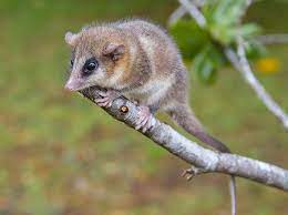 Check spelling or type a new query. Dromiciops Gliroides Animal Library Wikia Fandom