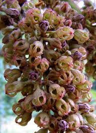 Image result for Sterculia tragacantha