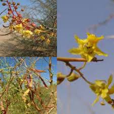 Image result for Parkinsonia africana