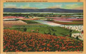 Самые новые твиты от aila santa clara valley chapter (@ailascv): Vintage Linen Postcard Blossoms And Poppies Santa Clara Valley Etsy California Postcard Santa Clara Vintage California