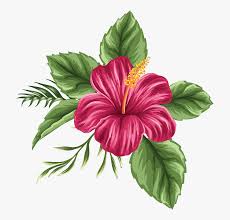 Check spelling or type a new query. Drawing Hibiscus Flower Drawing Step By Step