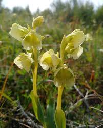 Image result for Holothrix villosa