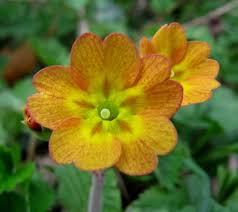 Image result for Primula x pubescens