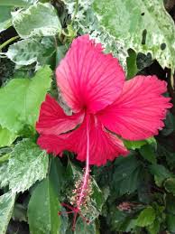 Les hibiscus sont connus et cultivés depuis la haute antiquité. Apartment Habitation Hibiscus Le Lamentin Martinique Booking Com