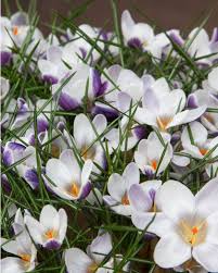 Image result for Pycreus chrysanthus