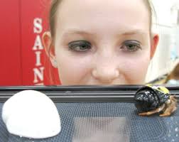 Whiz kids show off science projects