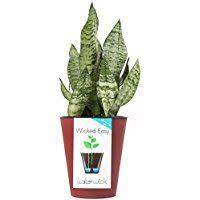 Costa Farms Waterwick Self Watering Rosewood Color Planter W Live Indoor Tabletop Sansevieria Snake Plant 6 Inch Pot Plants Snake Plant Plant Cuttings
