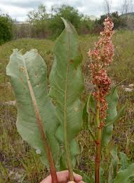 Image result for Rumex ruwenzoriensis