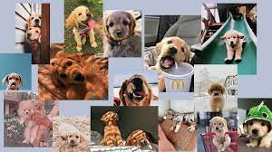Feel free to use these aesthetic black and white laptop images as a background for your pc, laptop, android phone, iphone or tablet. P U P P I E S Cute Dog Wallpaper Cute Laptop Wallpaper Desktop Wallpaper Art