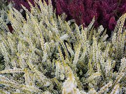 Heather Flowers Color Meaning And Symbolism Florgeous