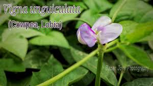 Image result for Psophocarpus lancifolius