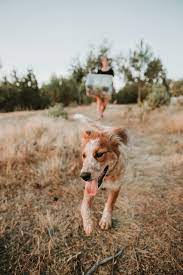 Find Dog Friendly Camping Near You On Hipcamp Camping Near Me Camping Photo Camping
