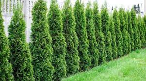 Fidanlar çukura dik olarak yerleştirilir. Leylandi Ne Zaman Dikilir Cicekal Net