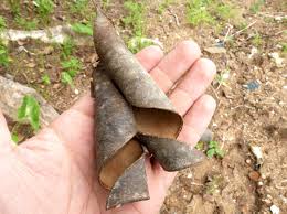 Image result for Micklethwaitia