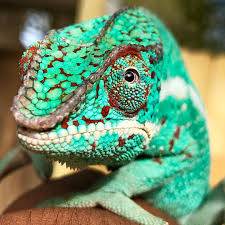 Pin By Katie Ellis On C H A M E L I A N Jackson Chameleon Chameleon Reptiles Pet
