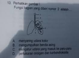 Kak Tolong No 13 Gmn Brainly Co Id