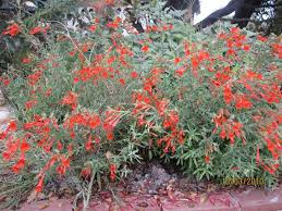 We did not find results for: California Fushia Several Varieties Some With Greener Leaves But All Bloom For A Long Ti California Native Plants California Native Garden Front Yard Plants