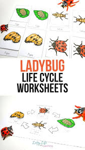 Ladybug Life Cycle Worksheets For Kids In 2020 Ladybug Life Cycle Worksheets For Kids Science Activities For Kids