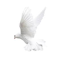 White Flying Pigeon Png Image Flying Pigeon Dove Flying Pigeon