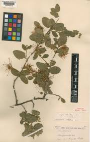 Image result for Capparis citrifolia