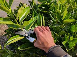 Thus, all commercial citrus cultivation uses trees produced by grafting the desired fruiting cultivars onto rootstocks selected for disease resistance and hardiness. When And How To Prune Citrus Trees Greg Alder S Yard Posts Southern California Food Gardening