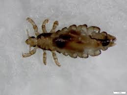 How much food and water you'll need? Head Lice Umn Extension