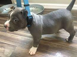 Litter Of 6 American Bully Puppies For Sale In Englewood Co Adn 34987 On Puppyfinder Com Gender Female Age 7 Weeks Puppies For Sale American Bully Puppies