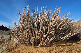 Image result for Kleinia longiflora