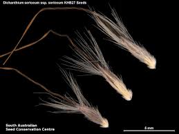 Image result for Dichanthium sericeum