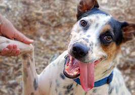 5,720 likes · 95 talking about this · 55 were here. Safe Rescue