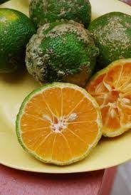 Maybe you would like to learn more about one of these? Limes Why Are There No Seeds Jughandle S Fat Farm