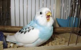 Corella Papagani Neden Gicirtili Bir Ses Cikariyor Klats Klats Nese Ya Da Potansiyel Tehlike Bir Papagan Kus Kaydi Dahil Etmek Mumkun Mu