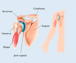 The muscles in the shoulder aid in a wide range of movement and help protect and maintain the main shoulder joint, known as the. Shoulder Pain Restoralife Regenerative Medicine