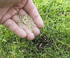 When To Plant Grass Seed In Spring