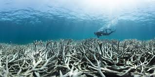 Check spelling or type a new query. Visitors Rush To The Great Barrier Reef To Catch It Before It S Gone