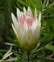 Image result for Athrixia phylicoides