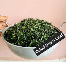 Image result for Gnetum africanum