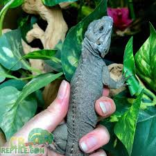 I am eleven and i take care of my gerbils all by my self. Rhino Iguana For Sale Baby Rhinoceros Iguanas For Sale Near Me Breeder