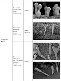 Image result for Polystachya bennettiana